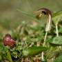 37890-aronovec-obecny-arisarum-vulgare-3.jpg