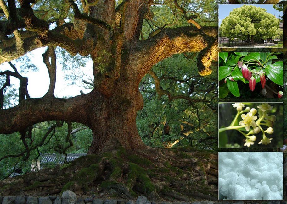 kafrovnik-lekarsky-cinnamomum-camphora-100-eterick-1.jpg kafrovnik-lekarsky-cinnamomum-camphora-100-eterick-1.jpg