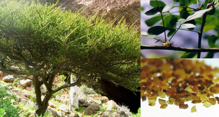 myrha-prava-commimphora-myrrha-100-etericky-olej-1-1.jpg myrha-prava-commimphora-myrrha-100-etericky-olej-1-1.jpg