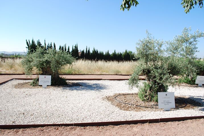 olivovniky-z-13-stol-medina-alzahara.jpg olivovniky-z-13-stol-medina-alzahara.jpg