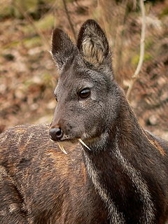 pizmo-moschus_moschiferus_in_plzen_zoo_12.02.2011.jpg pizmo-moschus_moschiferus_in_plzen_zoo_12.02.2011.jpg